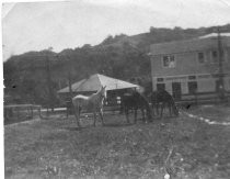 O'Shaughnessy building photo with horses grazing in front, date unknown