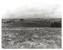 Unidentified grassland view of Sonoma County, California