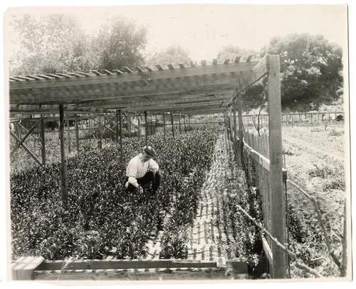 Agricultural worker cultivating orange trees in beds