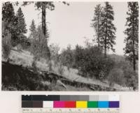 Interior view of area logged 1869-71 by J. W. Bruce. Note occasional Quercus douglasii wislizenii, Pinus sabiniana and Rhus diversiloba in this former ponderosa pine area