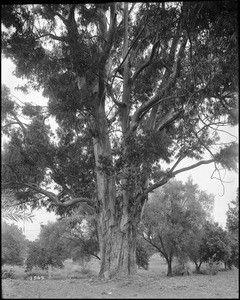 A twenty-five-year-old eucalyptus tree in a eucalyptus grove at the L.J. Rose Ranch, ca.1900