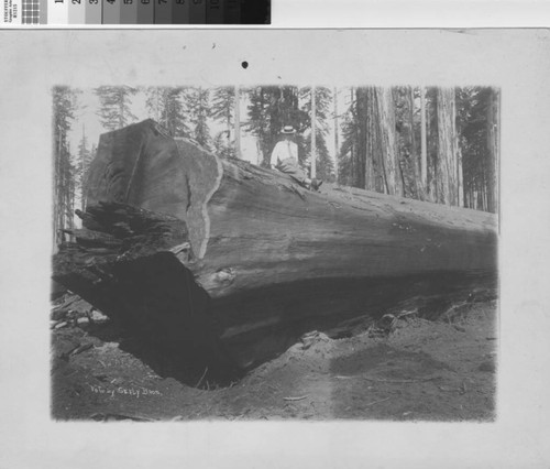 [Unidentified man sitting on redwood log]