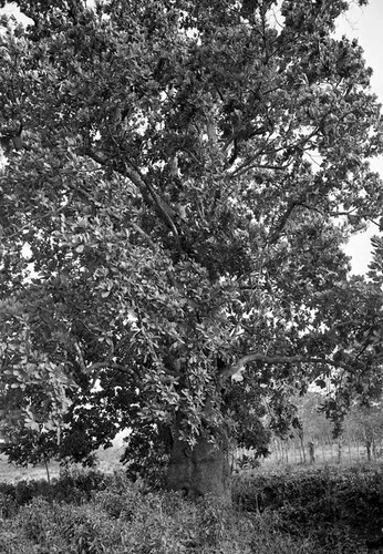 Tree near a field, San Basilio de Palenque, 1977