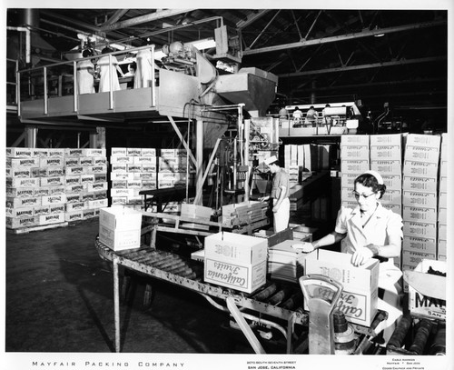 Female Worker Weighing Boxes of Fruit at the Mayfair Packing Co
