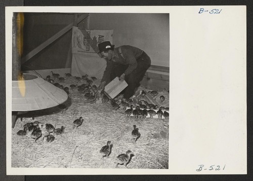 M. Iseri is shown feeding baby bronze turkeys on the poultry farm here. For 26 years he owned and operated a 60 acre turkey farm at Marysville, California. Photographer: Stewart, Francis Newell, California