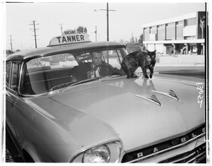 Cat on top of hood of taxi in Altadena, 1961