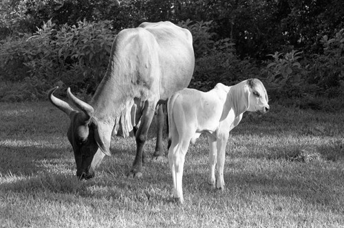 Cattle on a field, La Chamba, Colombia, 1975