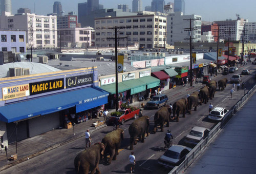 Impromptu elephant parade down Maple Street