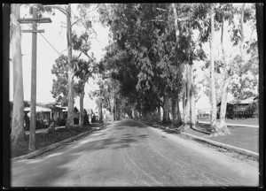 View of a residential street lined with eucalyptus trees