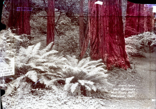 Ferns and redwood trees in Muir Woods, 1933 [postcard negative]