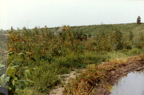 Vegetation around pond at the Sepulveda Wildlife Reserve, 1981