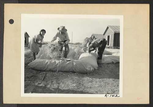 Poston, Ariz.--Filling straw ticks for mattresses at this War Relocation Authority center for evacuees of Japanese ancestry. Photographer: Clark, Fred Poston, Arizona
