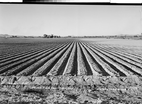Lettuce field near Yuma, Ariz
