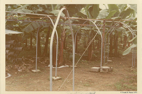 Banana Import Company, Guayaquil, Pierce Photo 39 © 1971 Frank D. Pierce