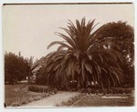 Big Sago palm