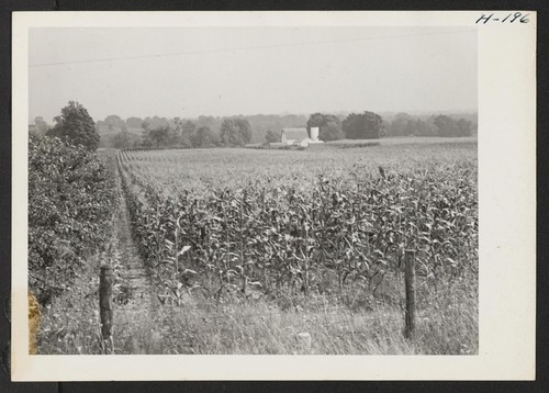 Typical Indiana farm land. This scene is west of Indianapolis. Corn is one of the major crops throughout the Midwest states. Photographer: Mace, Charles E. Indianapolis, Indiana
