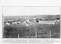 Home of the El Verano Hatchery and Poultry Yards