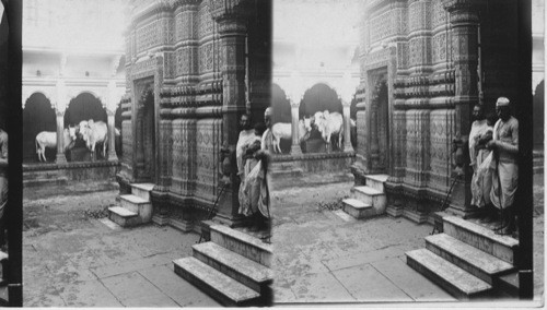 The Cow Temple. Benares. India