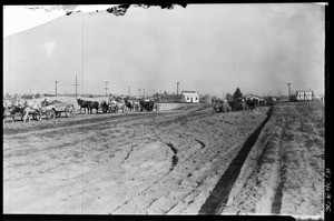Horse teams performing street work on Manchester Avenue, just west of Alameda Street and south of the New Firestone Plant site, 1927