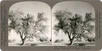 Fremont Cottonwood (Populus Fremontii) from near Los Baños, California, S 95