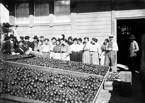 Employees of the Tustin Packing House Company with fruit laid out in boxes in front