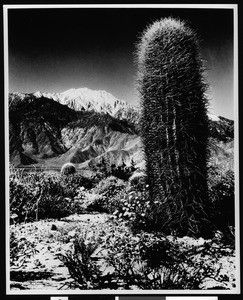 View of Devil's Playground in Palm Springs, showing a barrel cactus and mountains, ca.1900