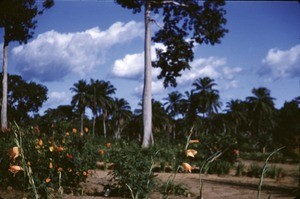 From the garden, Bankim, Adamaoua, Cameroon, 1953-1968