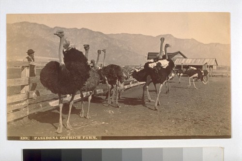 Pasadena Ostrich Farm. "An imported tropical growth although not of the Vegetable Kingdom. There are at least three Ostrich Farms in Southern California, & they promise to be very profitable." 199