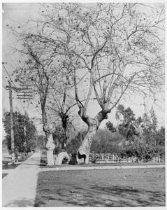 View of Pasadena Avenue and Sycamore Park looking east, ca.1920
