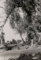 "The Old Cottonwood Tree on Cottle Road"