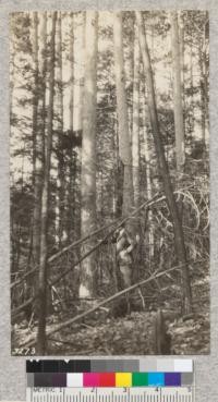 Ridge mixture of Red Pine, Hemlock, Ironwood, Chestnut, White and Red Oaks and Shagbark and White heart hickories. Enfield State Park near Ithaca, N. Y. May 1924