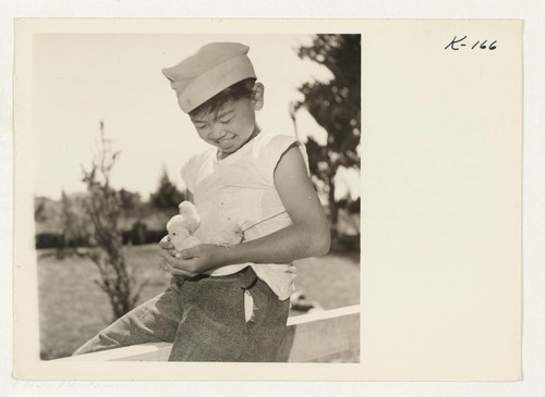 Little Tommy Ozaki, age 9, is shown at the ranch of his uncle, Jim Miyano. They begin young in the chicken business in this county. Jim, formerly a resident of the Granada Relocation Center, was the second man to return to the Petaluma area. Photographer: Iwasaki, Hikaru Petaluma, California