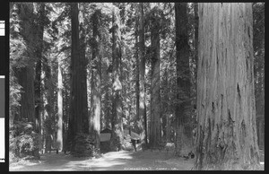 Redwood forest in Richardson's camp, ca.1925