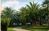 Date Palms, East Lake Park, Los Angeles, Cal