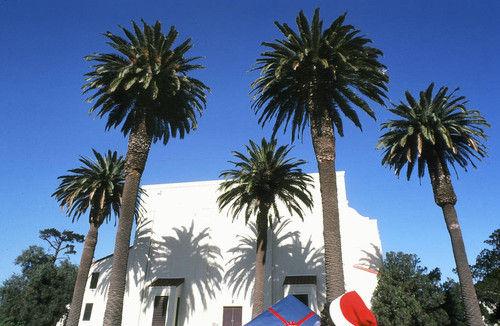 Veteran's hospital palm trees