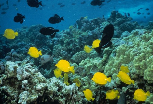Yellow tangs and black triggerfishes swimming on a reef. Date uknown