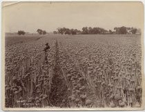 "View of Onion field"