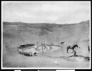 Navajo Indian with his sheep at a desert water hole near Keam's Canyon, Arizona, ca.1890