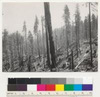 Redwood selective logging. William Hess operation for Elk River Mill and Lumber Company. Elk River, Humboldt County, Califorina. Photo shows line of residual or reserve trees left between "roads" of a high lead setting. 125,000 per acre. See also 6963. 7-22-41 E.F