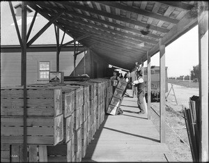 Packing shed for shipping oranges, Ontario, ca.1915-1930