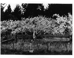Apple orchards near Sebastopol in full bloom, spring 1976