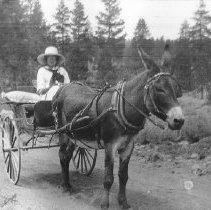 Woman in a donkey cart