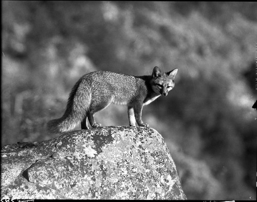 California Gray Fox, female