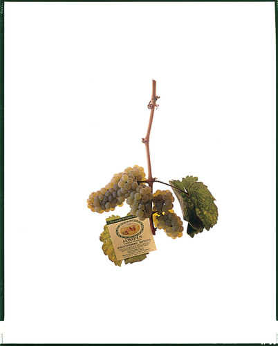 Grapes with Almaden Johannisberg Riesling label