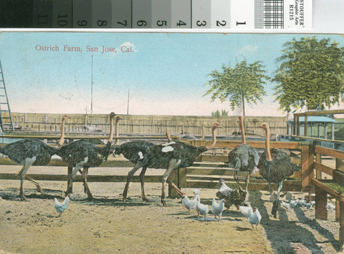 Postcard of the Ostrich Farm, San Jose, Cal