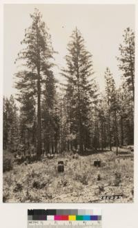 Another view in same locality as No. 285228 showing 70 year old sugar pine. Norman French is standing alongside tree measuring 41.5 inches DBH and 124 ft. high