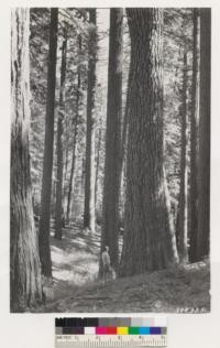 Virgin timber-Sugar pine-Ponderosa pine. Incense cedar on left edge of foreground. Near Michigan, California, logging camp