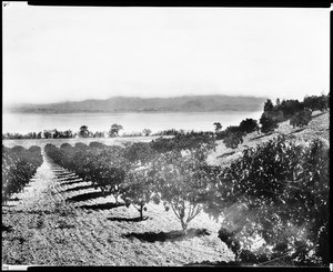 View of an orchard at Lake Elsinore, looking southeast, ca.1895