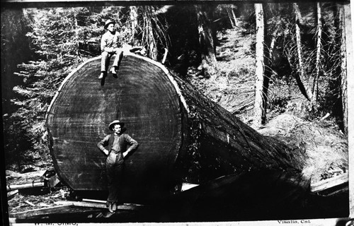 Logging, felled giant sequoia 1880's. Individuals unidentified