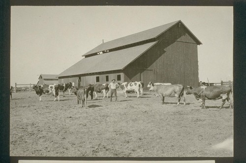 No. 238. Mr. Sawyer and his herd of cows, allotment 239, August 14, 1923